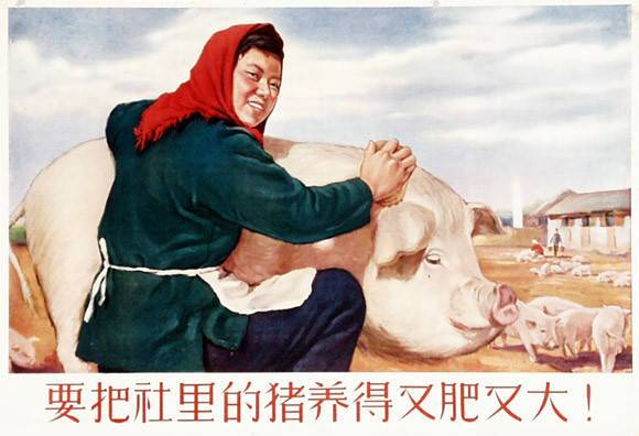 要把社里的猪养的又肥又大